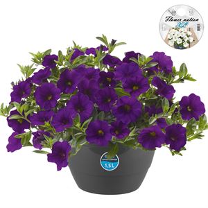 Afbeelding van HP27 o.kl. Calibrachoa Blue